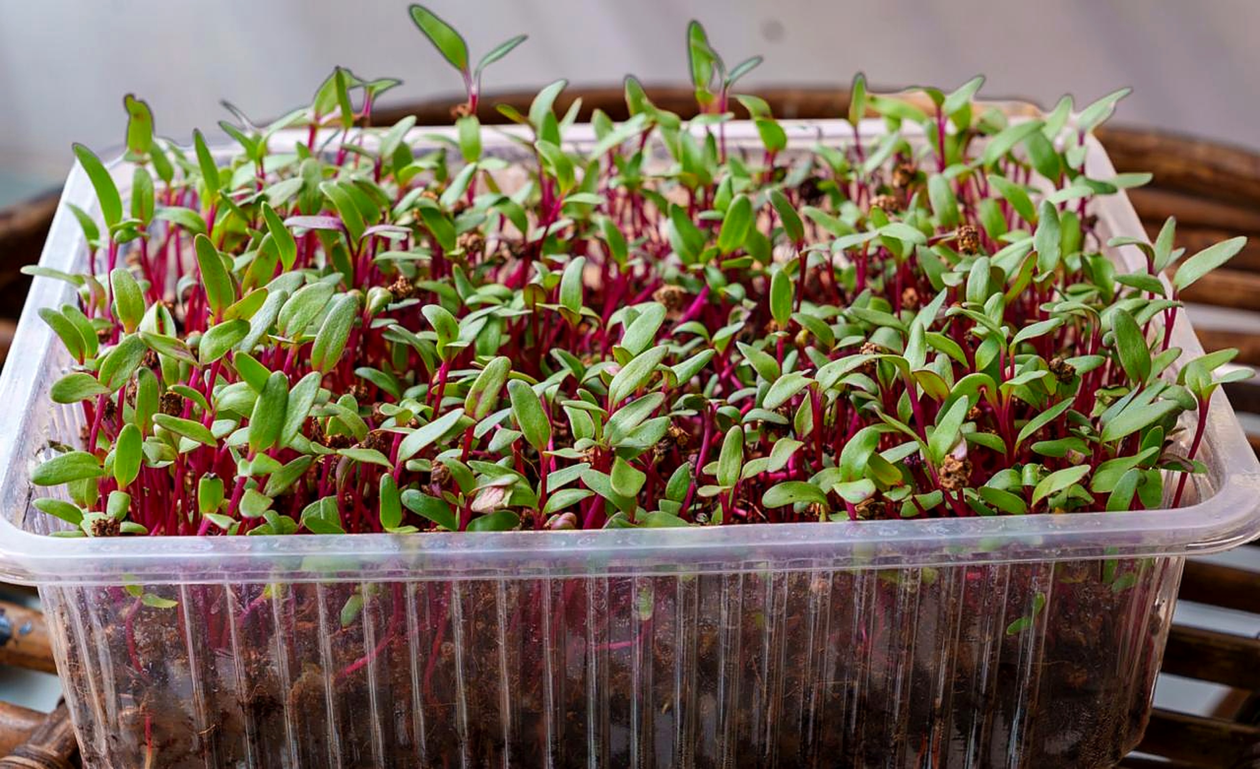 Fresh Beetroot Microgreens