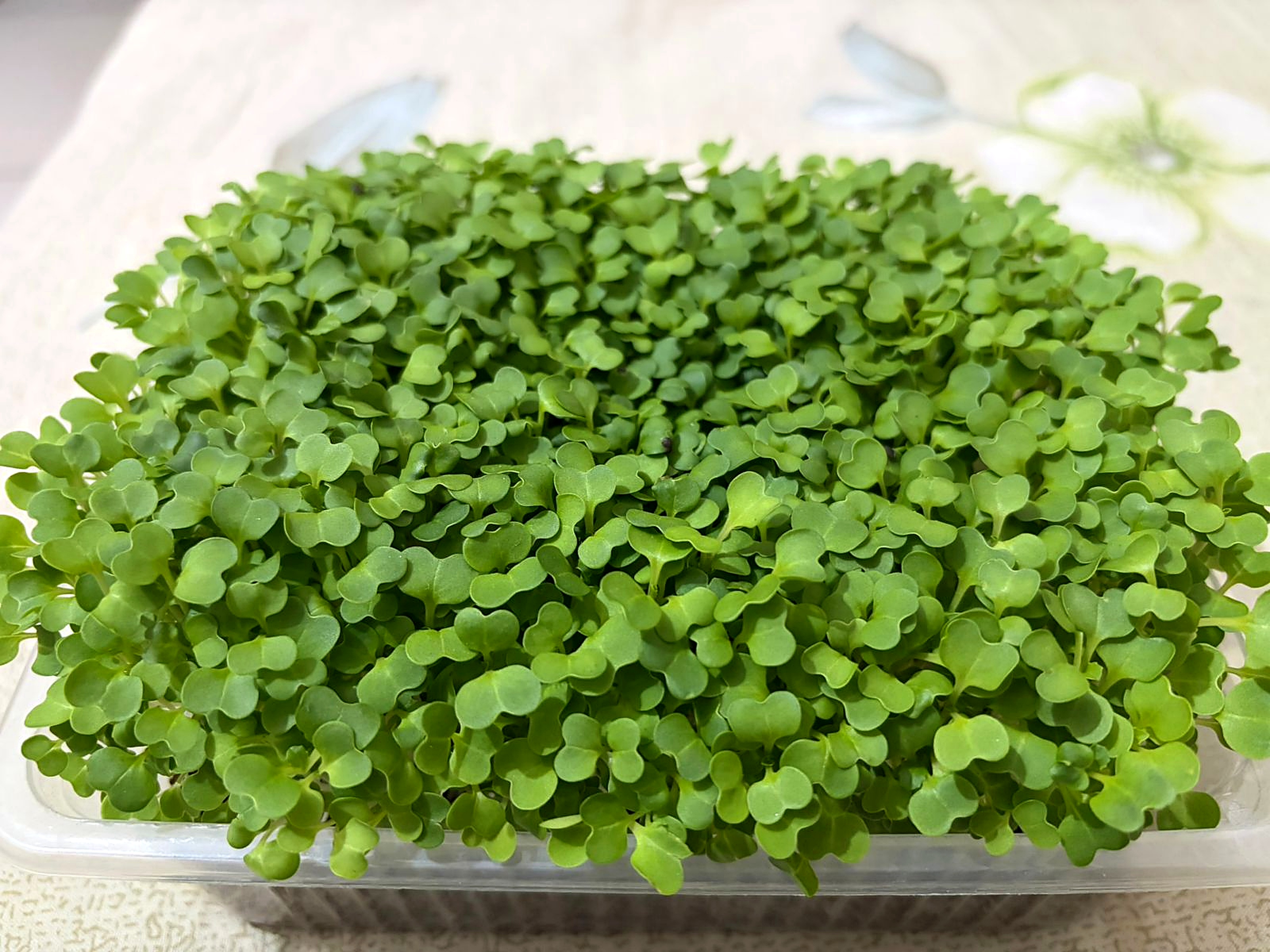 Fresh Bok Choy Microgreens